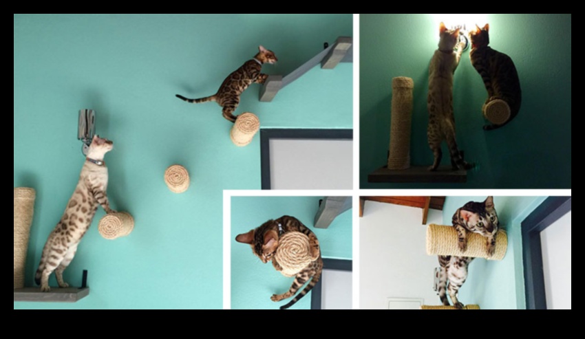 Διαμερίσματα για γάτες που δημιουργούν κάθετους χώρους για εξερεύνηση αιλουροειδών 4 Cat Condos: Δημιουργία κάθετων χώρων για εξερεύνηση αιλουροειδών