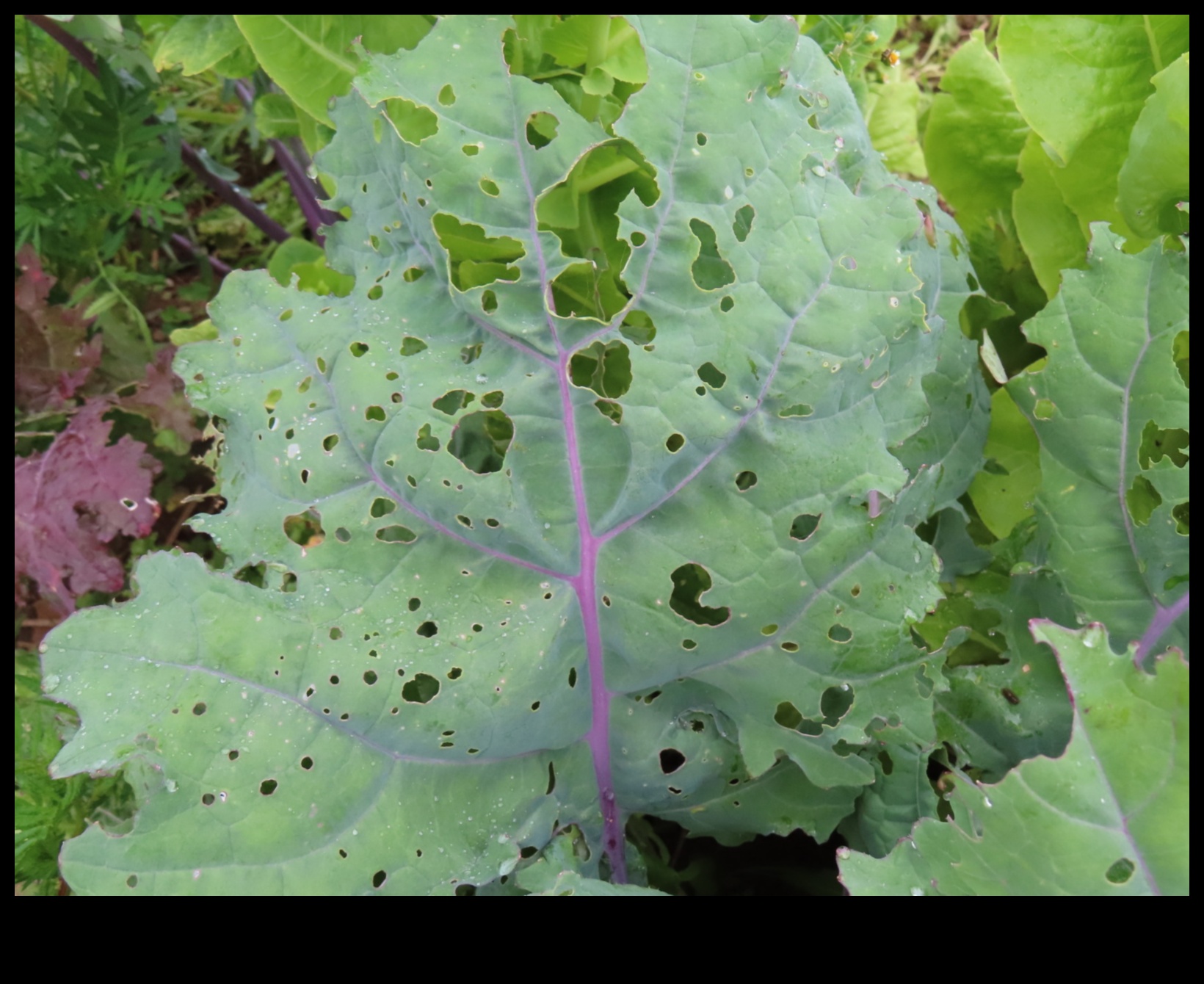 Παράδεισος με προστασία από παράσιτα Πώς να προστατέψετε τα χόρτα σας από επιβλαβή παράσιτα 3 Παράδεισος από παράσιτα: Προστατεύοντας τα Πράσινά σας με Εξειδίκευση
