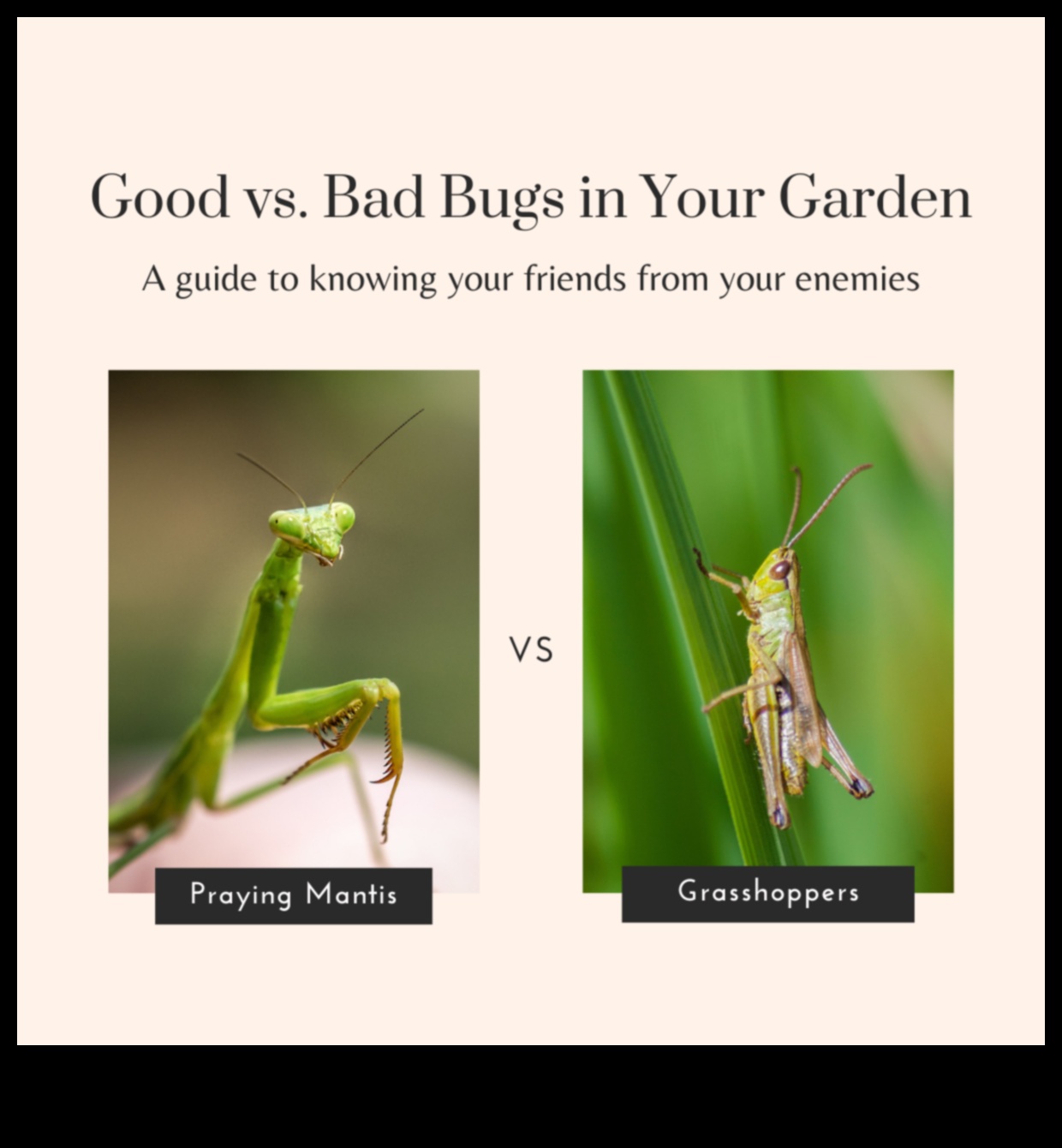 Παράδεισος με προστασία από παράσιτα Πώς να προστατέψετε τα χόρτα σας από επιβλαβή παράσιτα 5 Παράδεισος από παράσιτα: Προστατεύοντας τα Πράσινά σας με Εξειδίκευση