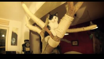 Cat Condos: Δημιουργία κάθετων χώρων για εξερεύνηση αιλουροειδών