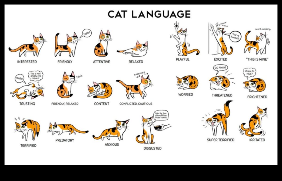 The Language of Litter Continued: Αποκωδικοποίηση συμπεριφορών μπάνιου γάτας