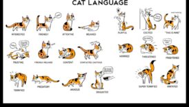 The Language of Litter Continued: Αποκωδικοποίηση συμπεριφορών μπάνιου γάτας