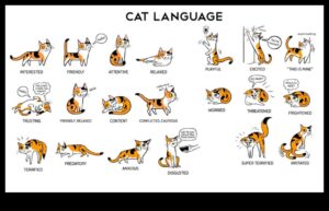 The Language of Litter Continued: Αποκωδικοποίηση συμπεριφορών μπάνιου γάτας