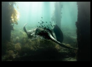 Κάτω από την επιφάνεια: Η ομορφιά της υποβρύχιας φωτογραφίας