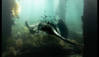 Κάτω από την επιφάνεια: Η ομορφιά της υποβρύχιας φωτογραφίας