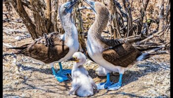 Συνεχίζονται οι φτερωτές οικογένειες: Γονική φροντίδα στον κόσμο των πτηνών
