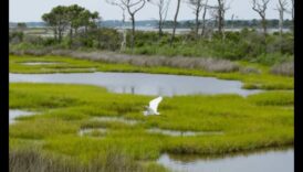 Πουλιά και Οικοτουρισμός: Εξισορρόπηση της Διατήρησης με τον Υπεύθυνο Τουρισμό