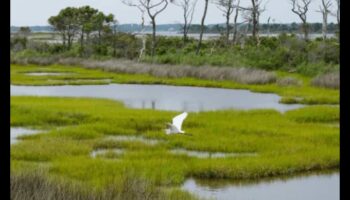 Πουλιά και Οικοτουρισμός: Εξισορρόπηση της Διατήρησης με τον Υπεύθυνο Τουρισμό