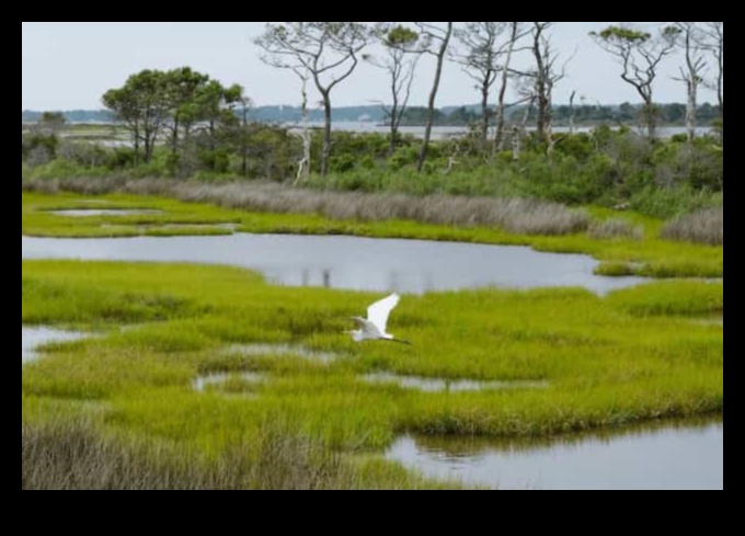 Πουλιά και Οικοτουρισμός: Εξισορρόπηση της Διατήρησης με τον Υπεύθυνο Τουρισμό