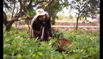 Harvesting Health: The Organic Gardeners' Legacy