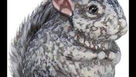 Κομψό τσιντσιλά Συνέχεια: Κρατήστε το τρωκτικό σας κομψό με στολίδια