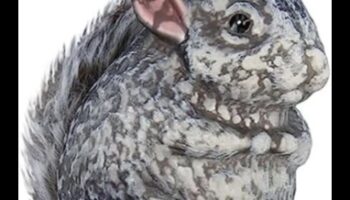 Κομψό τσιντσιλά Συνέχεια: Κρατήστε το τρωκτικό σας κομψό με στολίδια